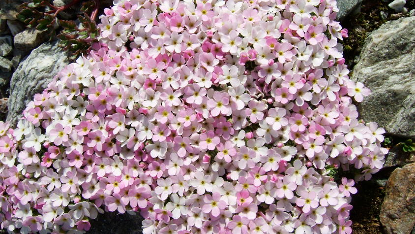 Flora Alpina delle Alpi Occidentali